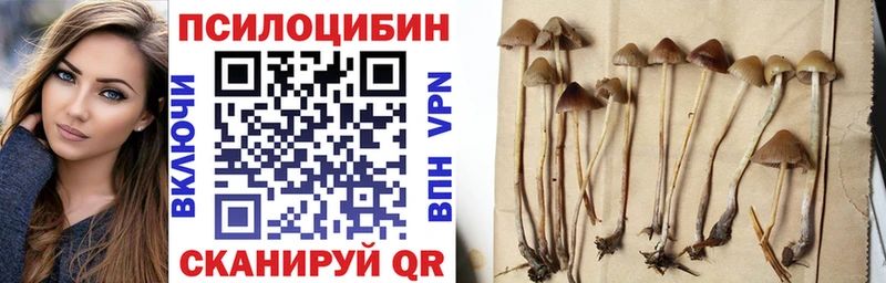 дарк нет Telegram  Ершов  Псилоцибиновые грибы Cubensis 